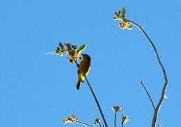 Image of MacGillivray's Warbler