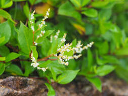 Persicaria nakaii (Hara) Cubey resmi