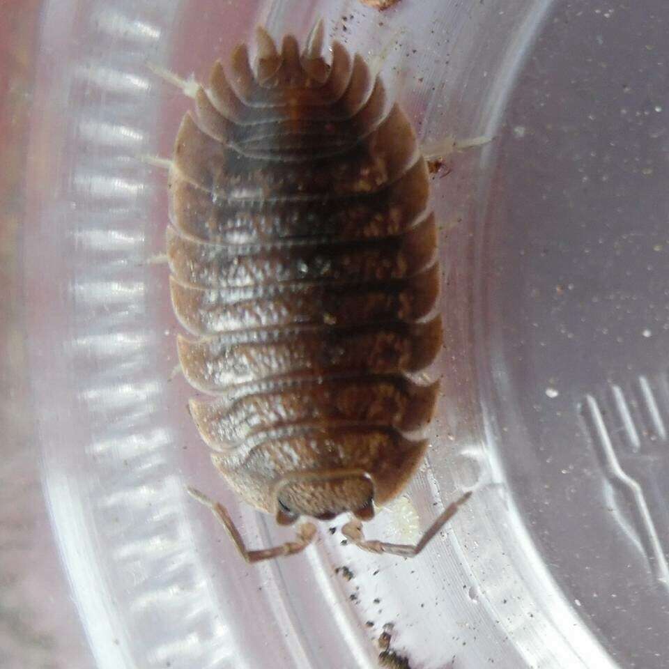 Image of Isopod