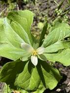 صورة Trillium albidum subsp. parviflorum (V. G. Soukup) K. L. Chambers & S. C. Meyers