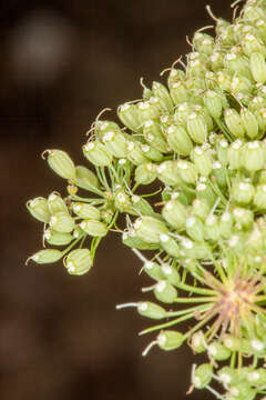 Image of Selinum silaifolium (Jacq.) Beck