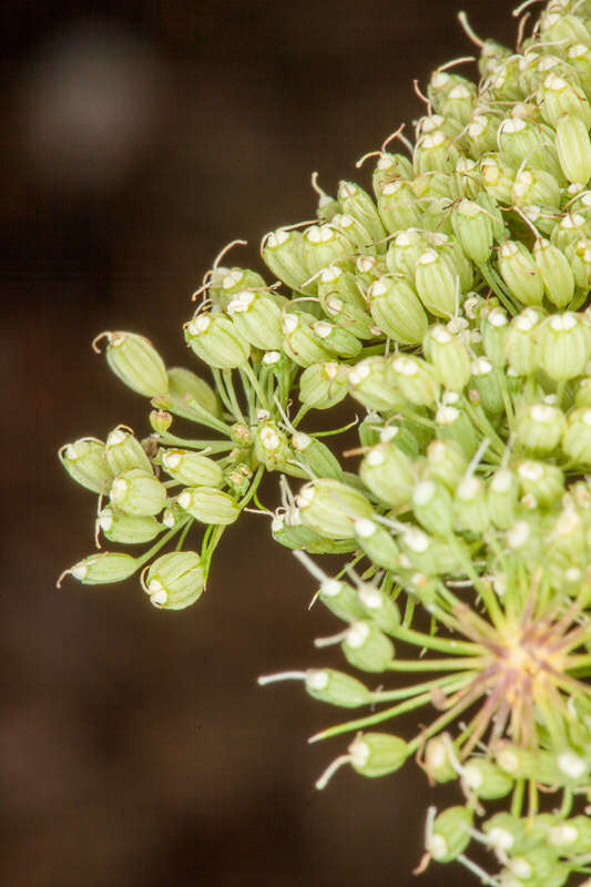 Sivun Selinum silaifolium (Jacq.) Beck kuva