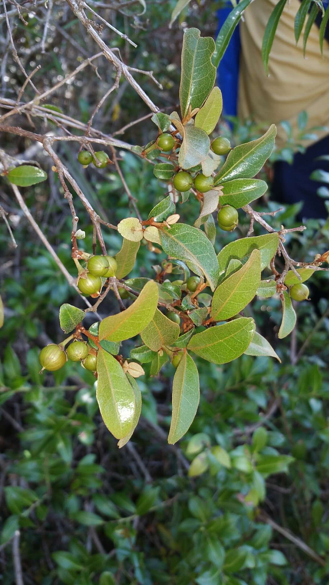 Image of Psorospermum fanerana Baker