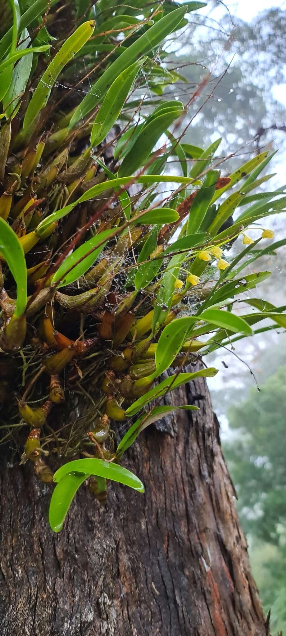 Image of Lily-of-the-valley orchid