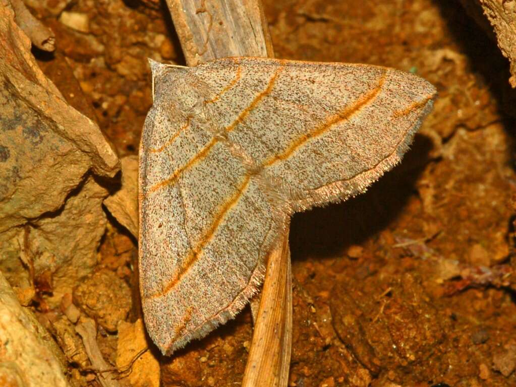 Image of Scotopteryx luridata