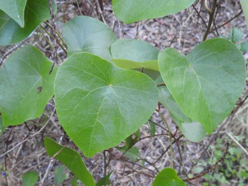 Image de Stephania japonica var. discolor (Bl.) Forman