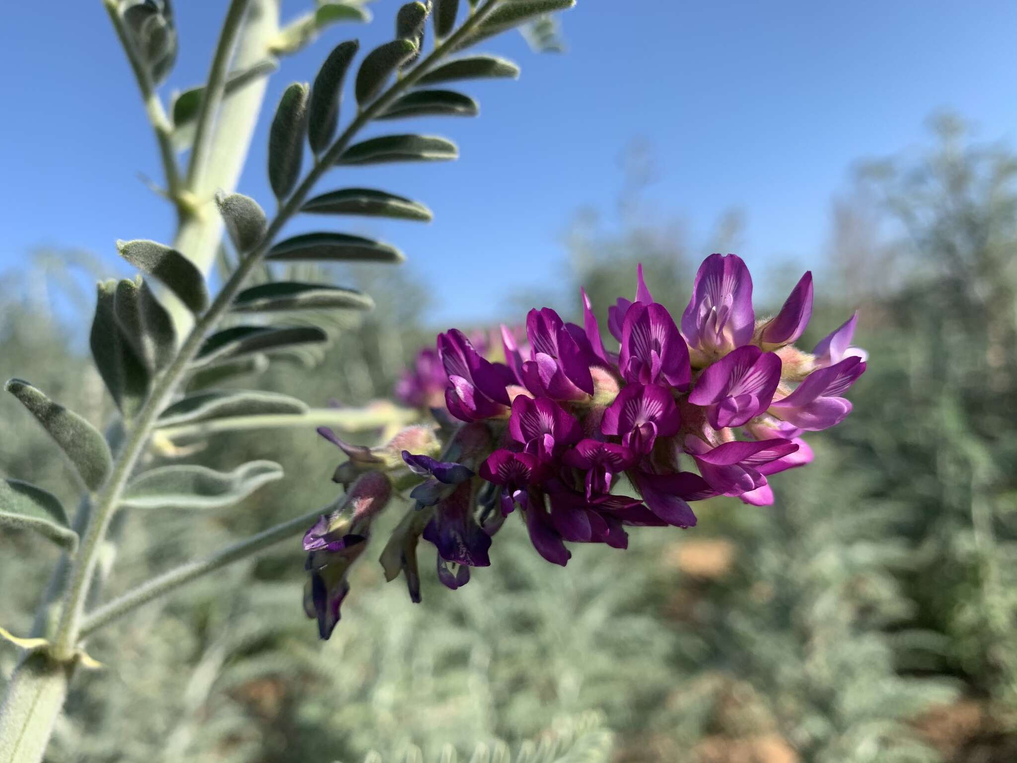 Plancia ëd Astragalus brauntonii Parish