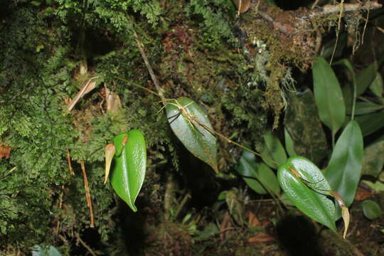 Imagem de Pleurothallis killipii Garay