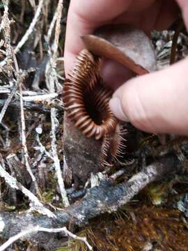 Слика од Nepenthes villosa Hook. fil.