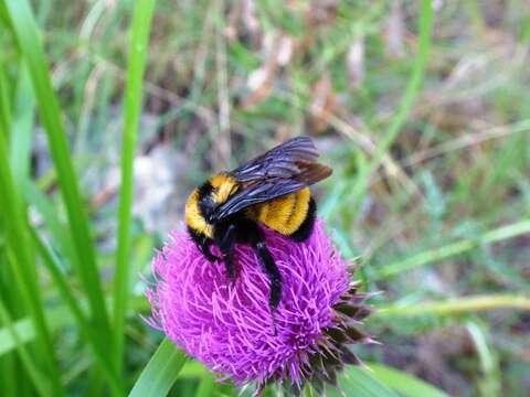 Слика од Bombus sonorus Say 1837