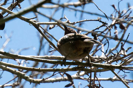 Image of Dusky Honeyeater