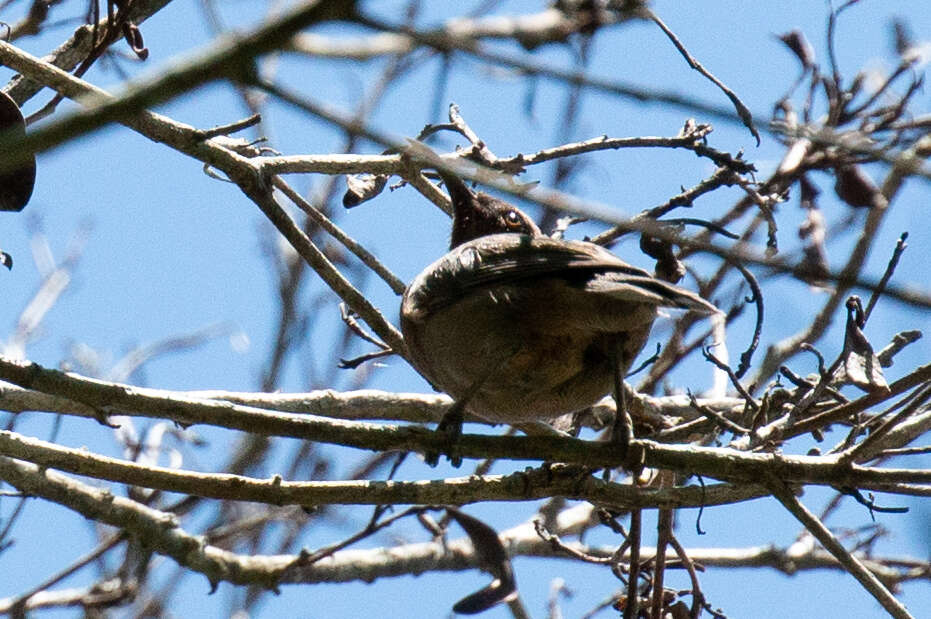 Image of Dusky Honeyeater