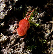 Imagem de Trombidium holosericeum