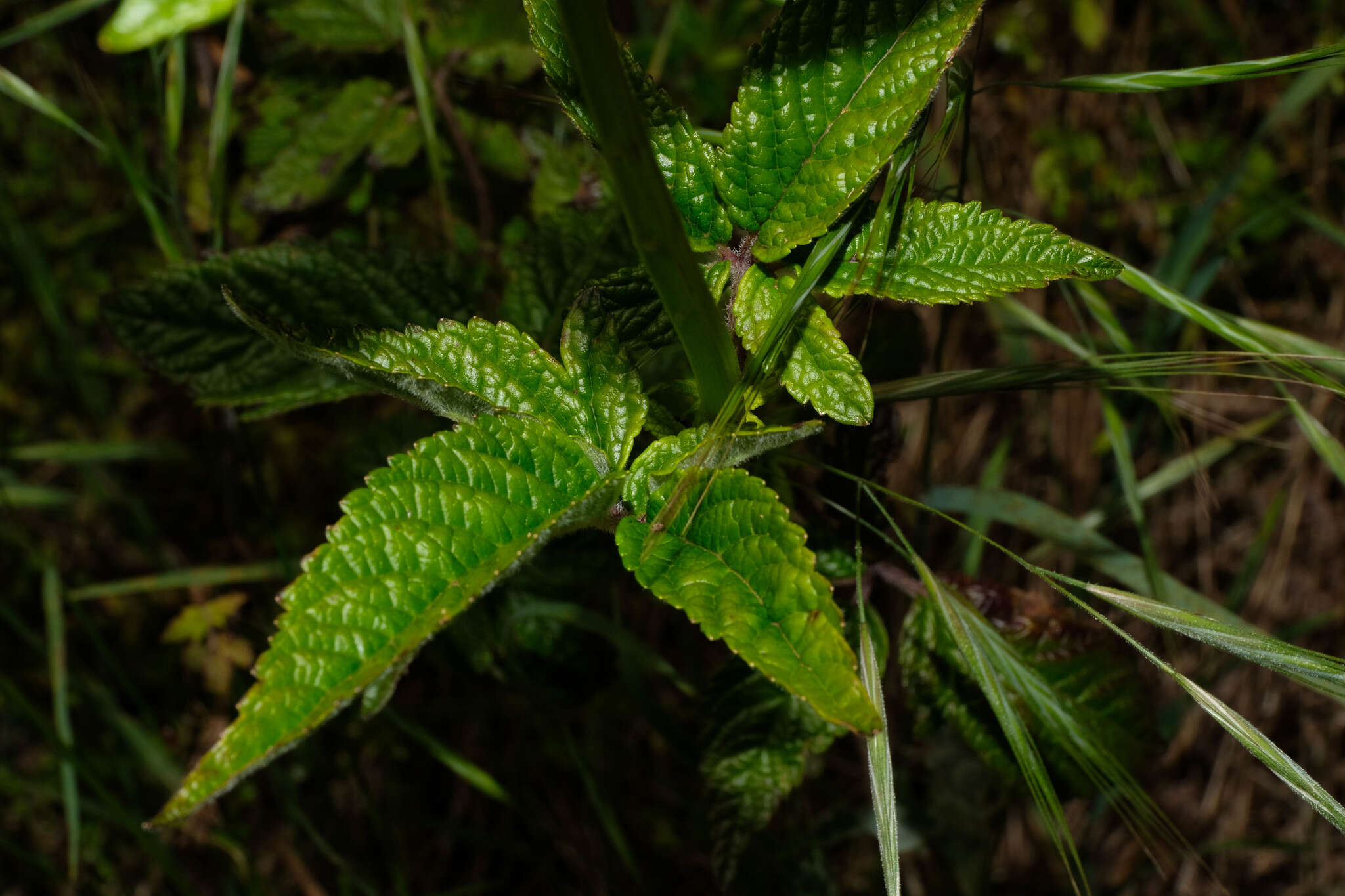 Image of herb of Gilead