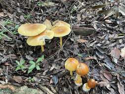 Image of Amanita similis Boedijn 1951