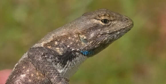 Image of Southern Prairie Lizard