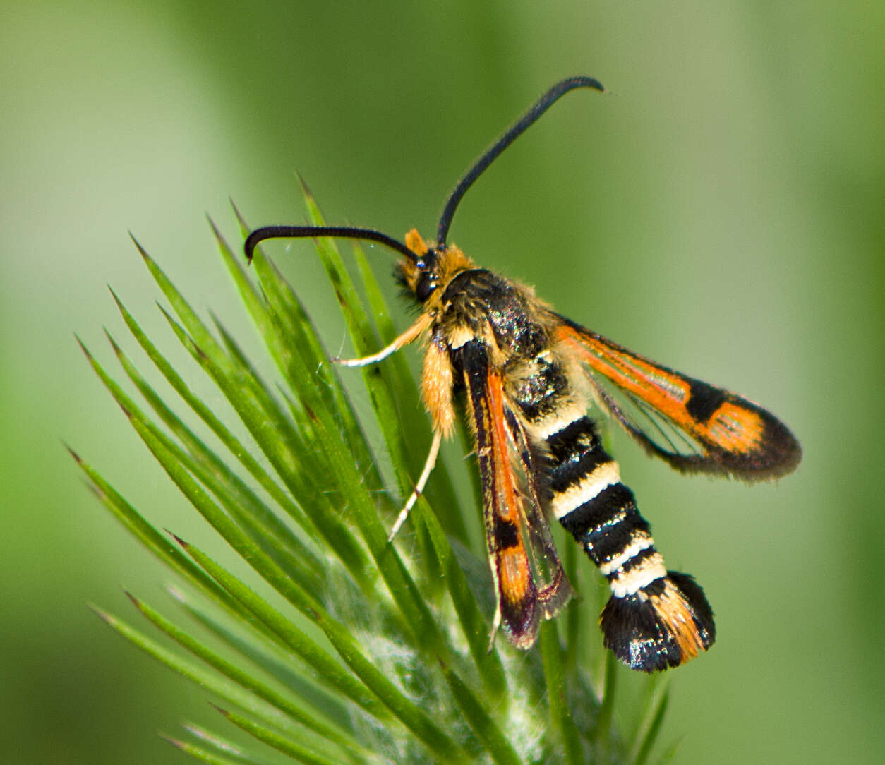 Image of Pyropteron minianiforme