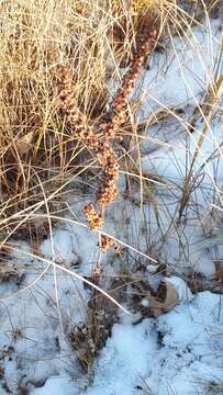 Imagem de Rumex stenophyllus Ledeb.