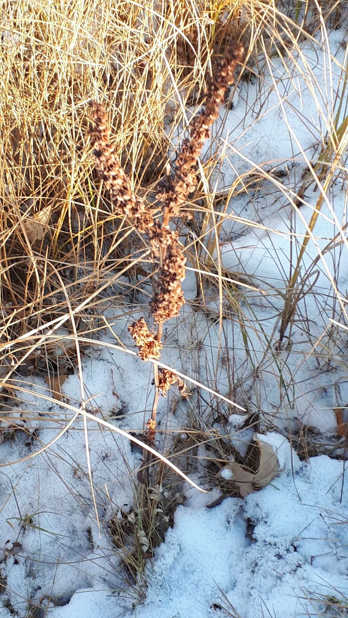 Rumex stenophyllus Ledeb. resmi