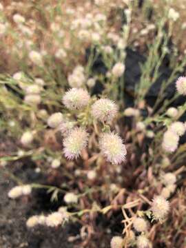 Image of Trifolium arvense var. arvense