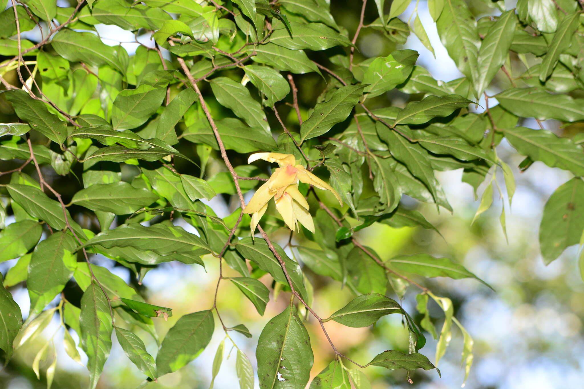 Image of Meiogyne pannosa (Dalzell) J. Sinclair