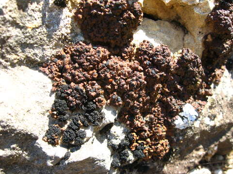 Image of lecidea lichen