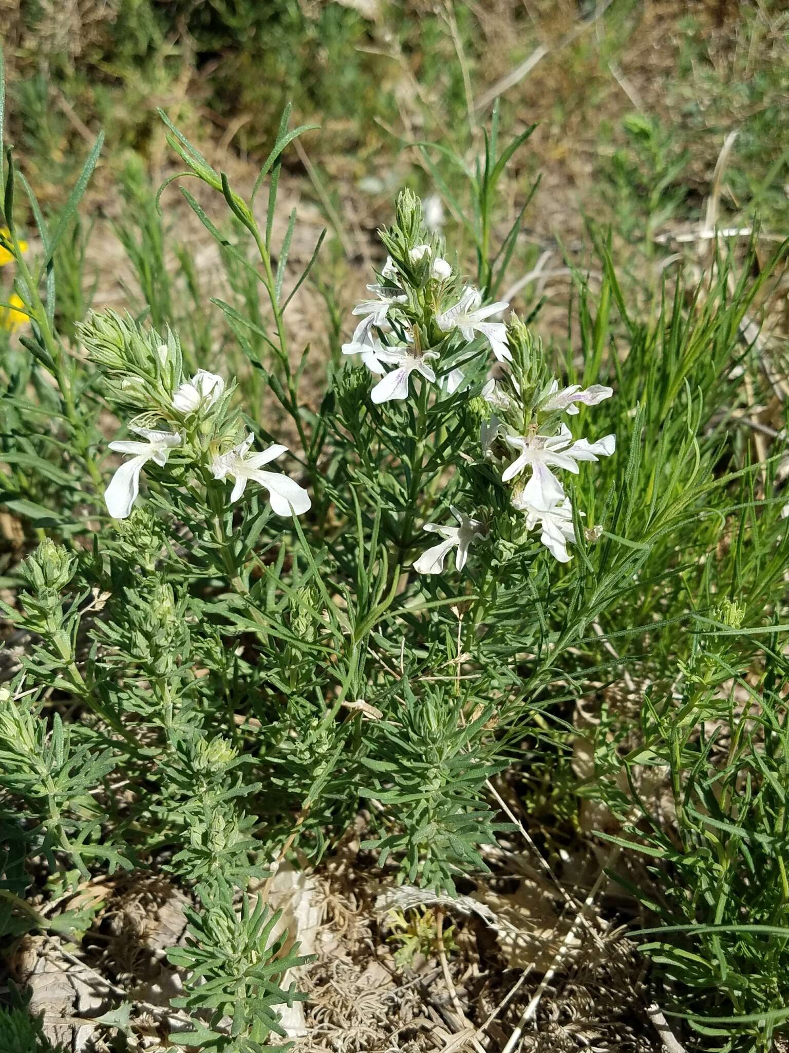 Teucrium laciniatum Torr.的圖片