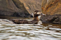 Image of Velvet Scoter