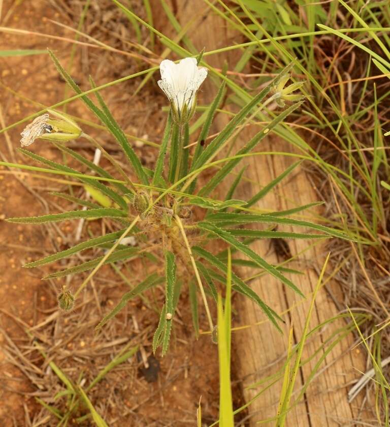 Image of Monsonia attenuata Harv. & Sond.