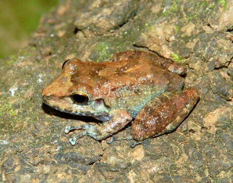 Image of Pristimantis fenestratus (Steindachner 1864)