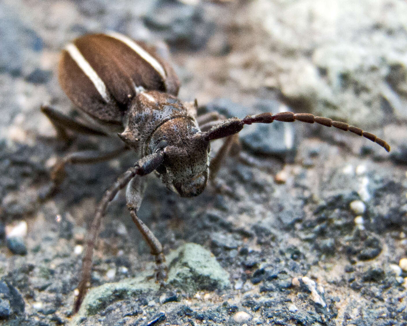 Image of Neodorcadion bilineatum (Germar 1824)