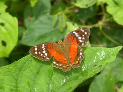 Image of Anartia amathea Linnaeus 1758