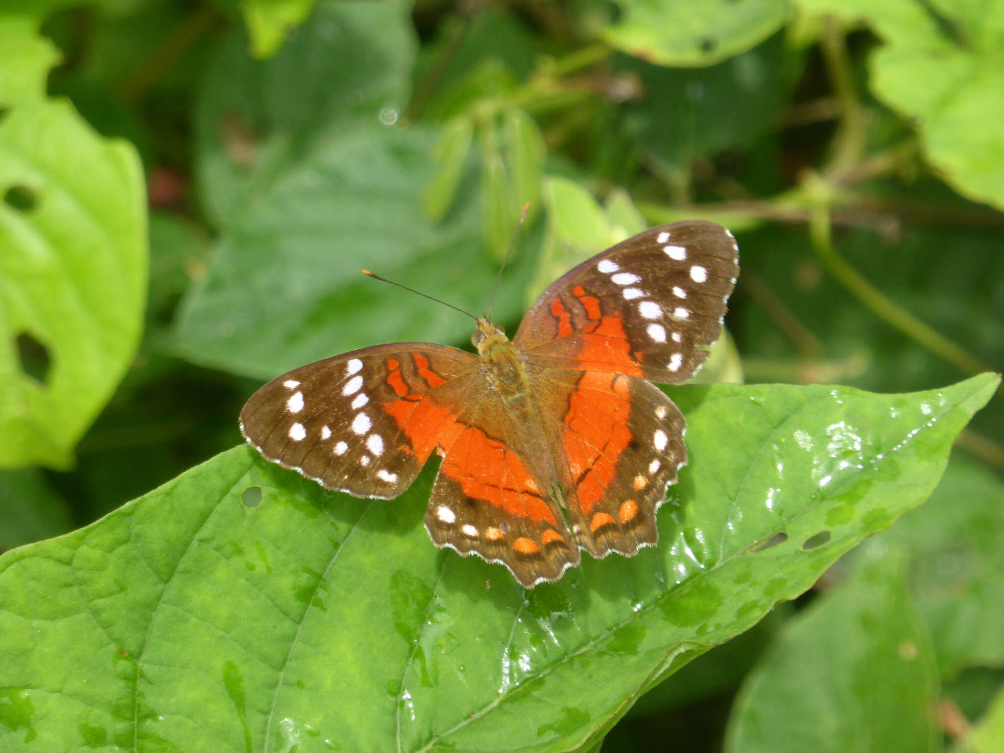 Image of Anartia amathea Linnaeus 1758