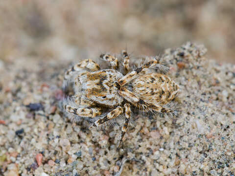 Image of Yllenus turkestanicus Logunov & Marusik 2003