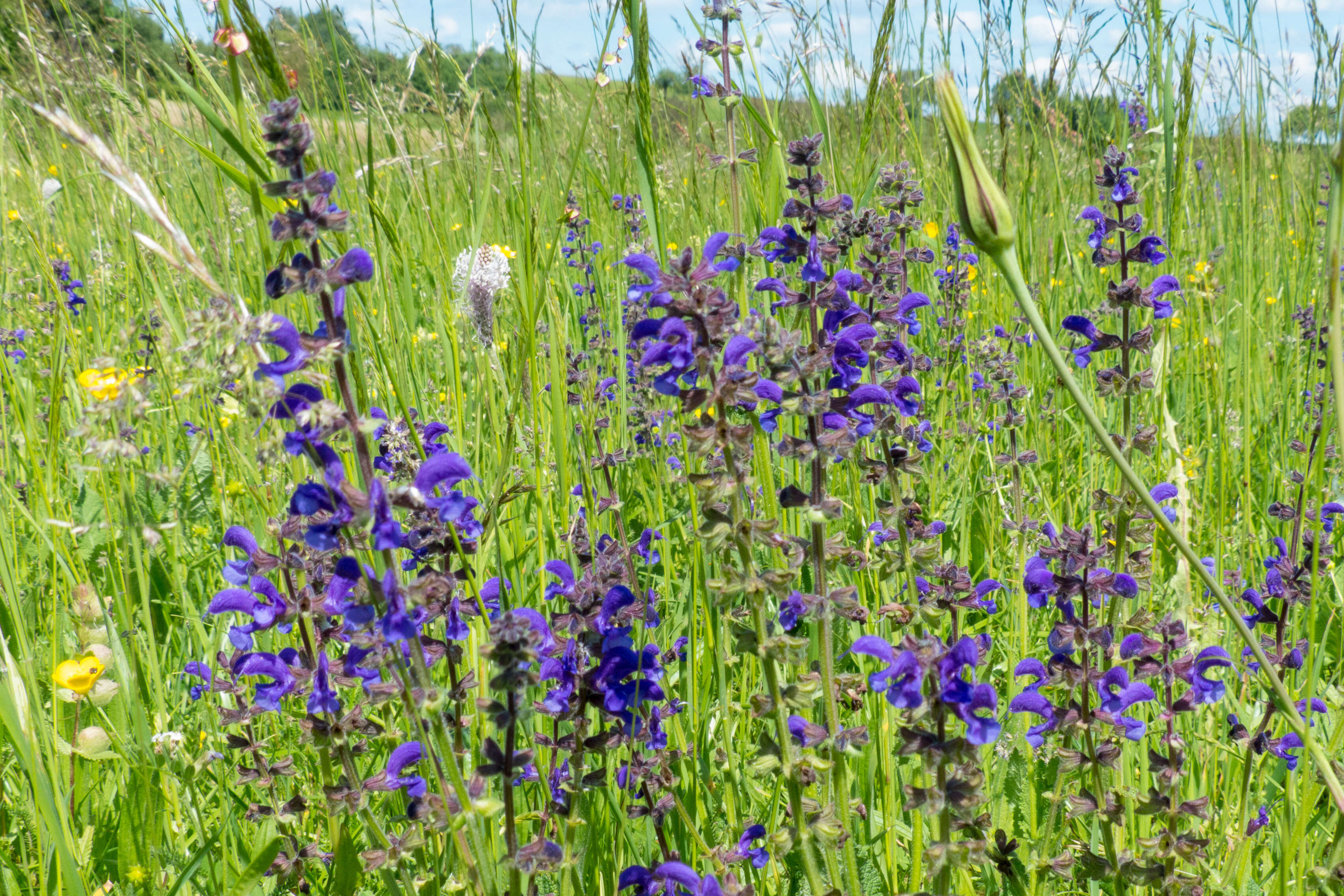 Imagem de Salvia pratensis L.