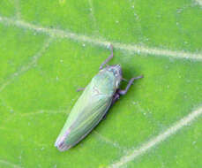 Image of Bog Leafhopper