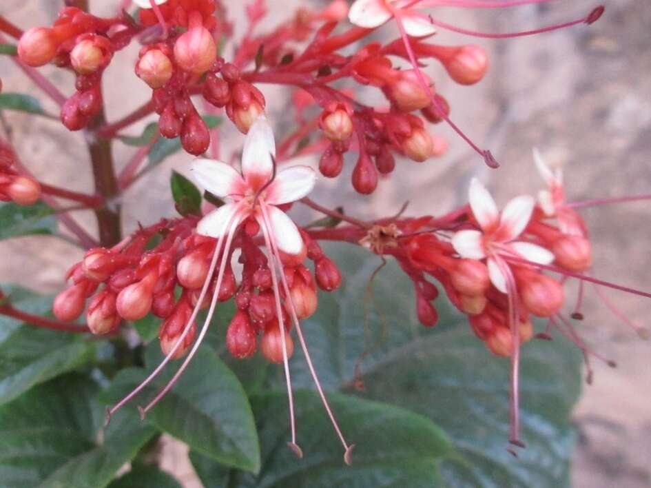 Imagem de Clerodendrum paniculatum L.