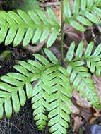 Image of Pteris incompleta Cav.