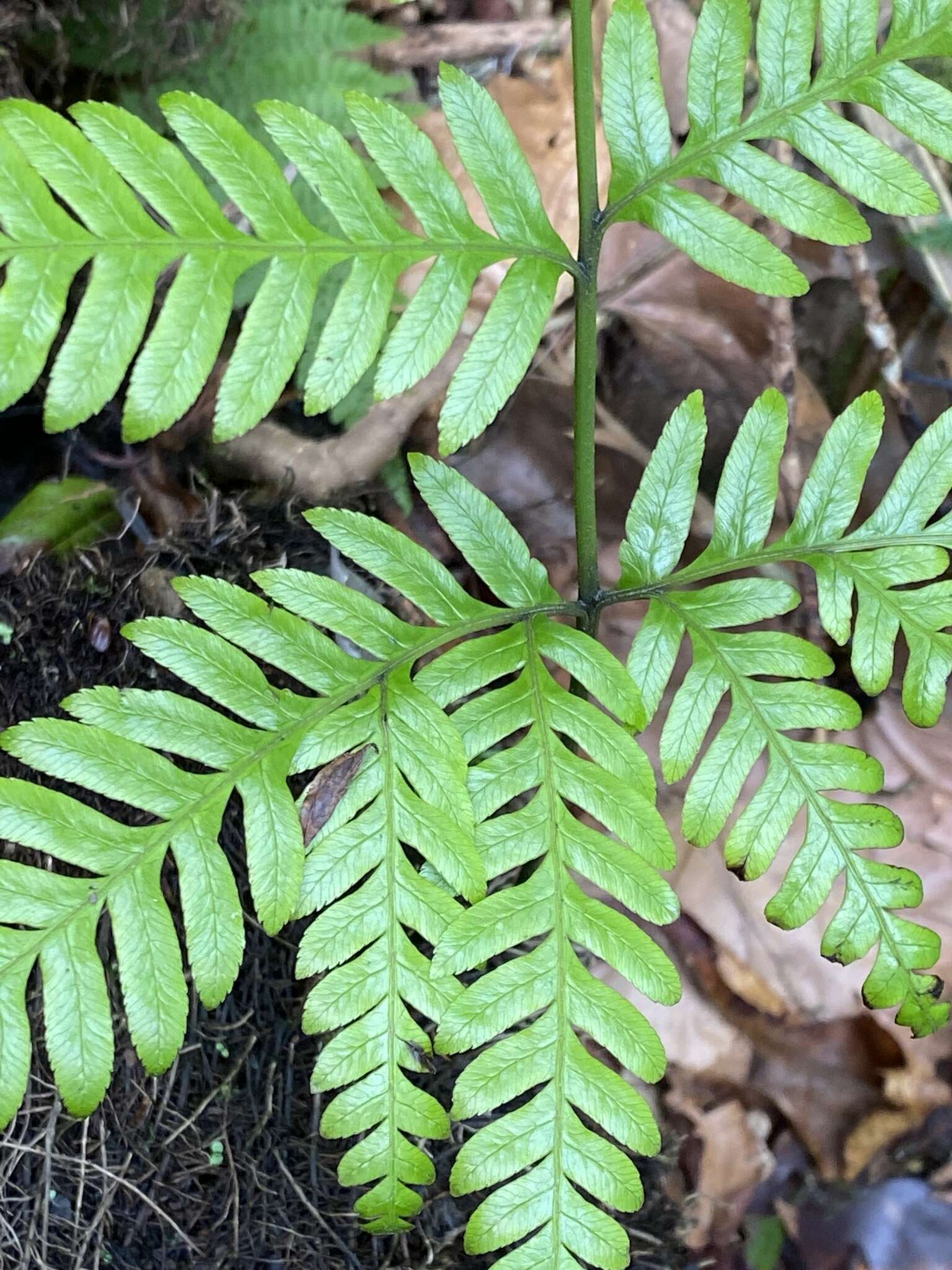 Image of Pteris incompleta Cav.