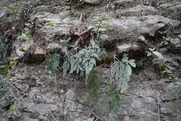 Image of Onychium japonicum (Thunb.) Kunze
