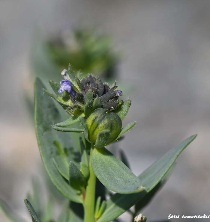 Image of Linaria micrantha (Cav.) Hoffmgg. & Link