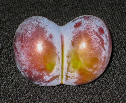 Image of European plum