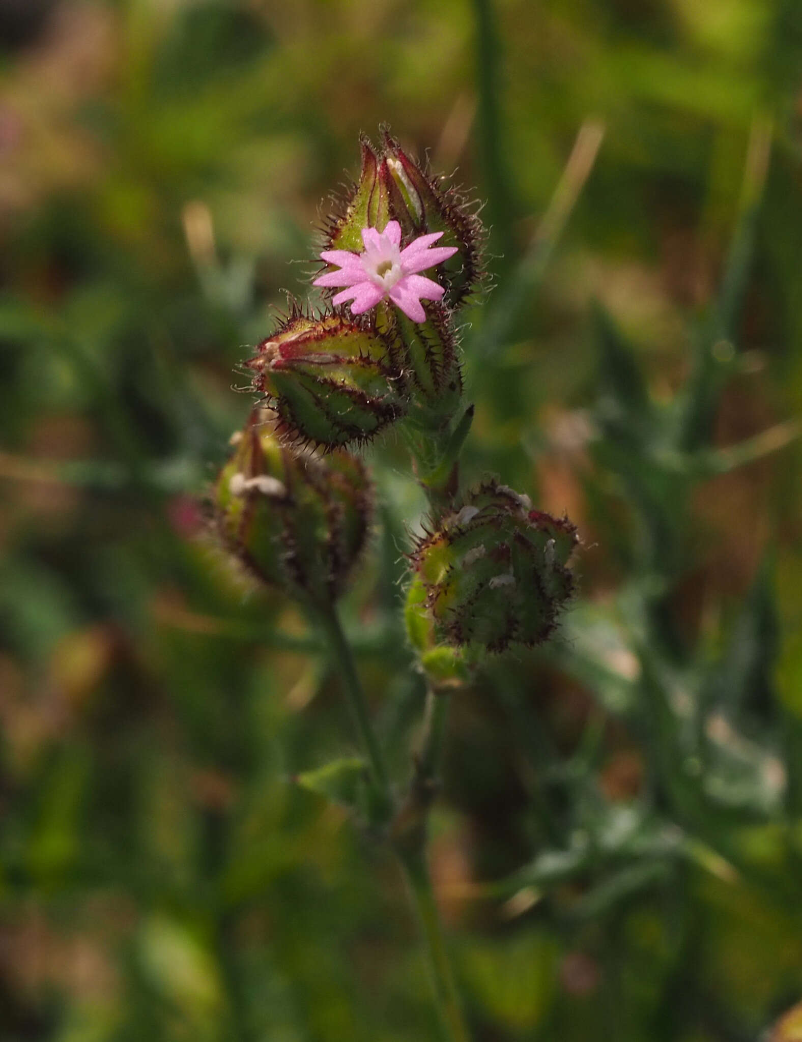 Imagem de Silene alexandrina (Aschers.) Danin