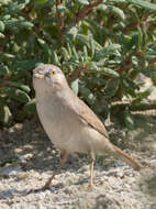 Image of Asian Desert Warbler