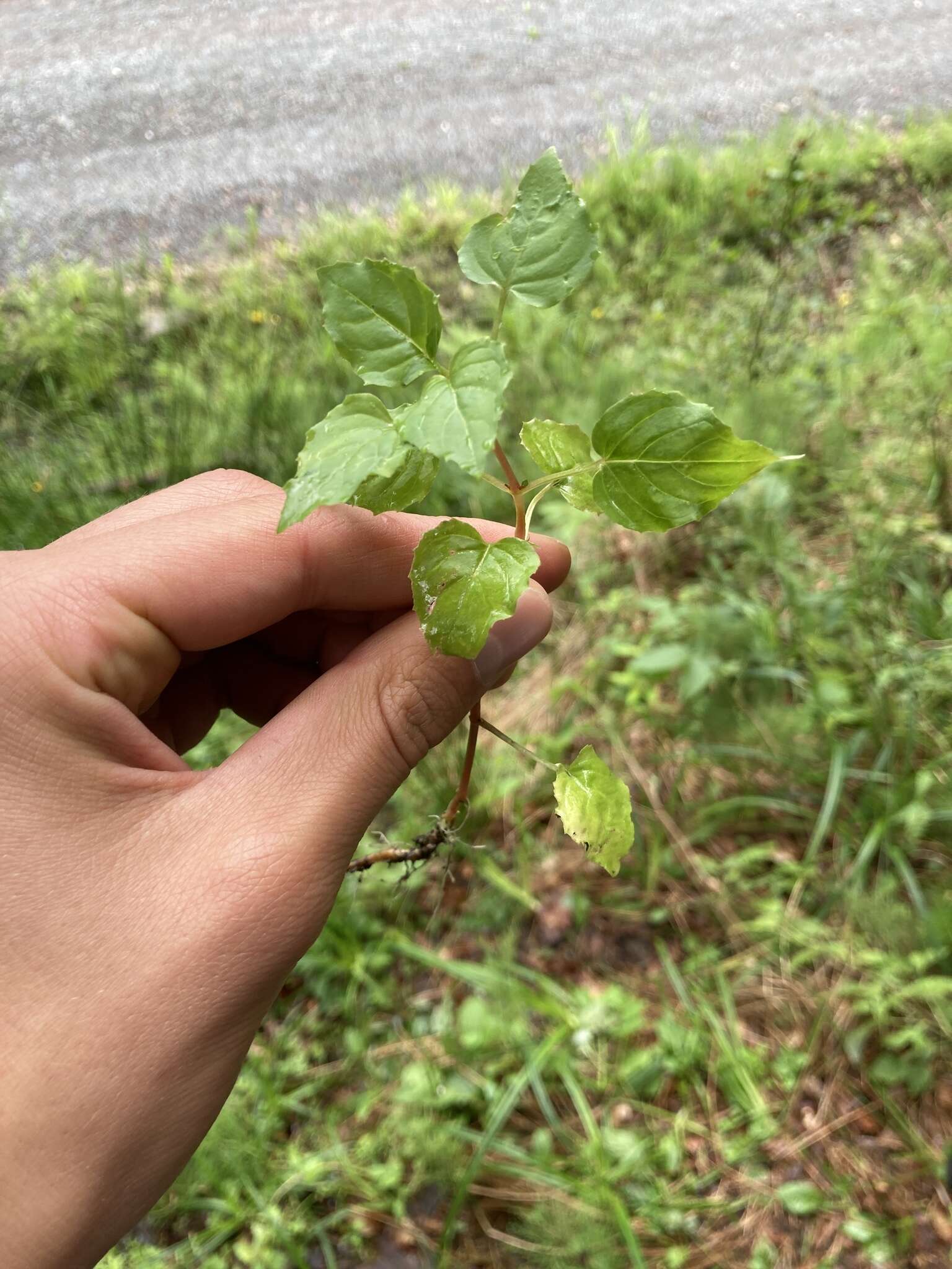 Image of enchanter's nightshade