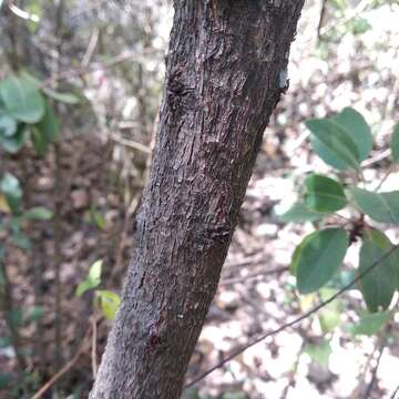 Imagem de Arbutus tessellata P. D. Sørensen