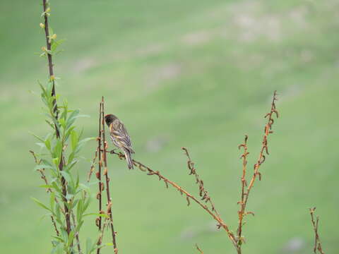 Image of Fire-fronted Serin