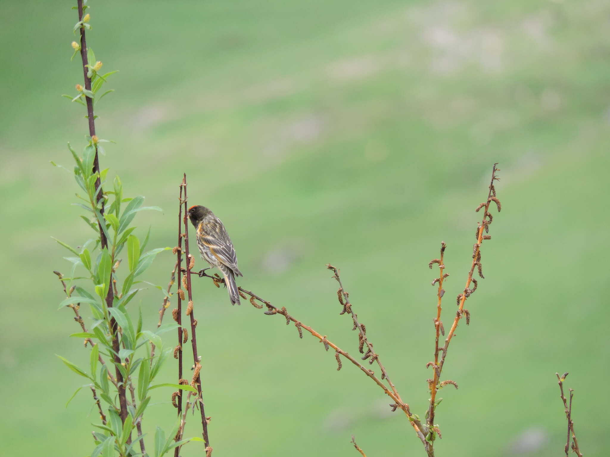 Image of Fire-fronted Serin