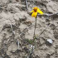 Image of Tagetes linifolia Seaton