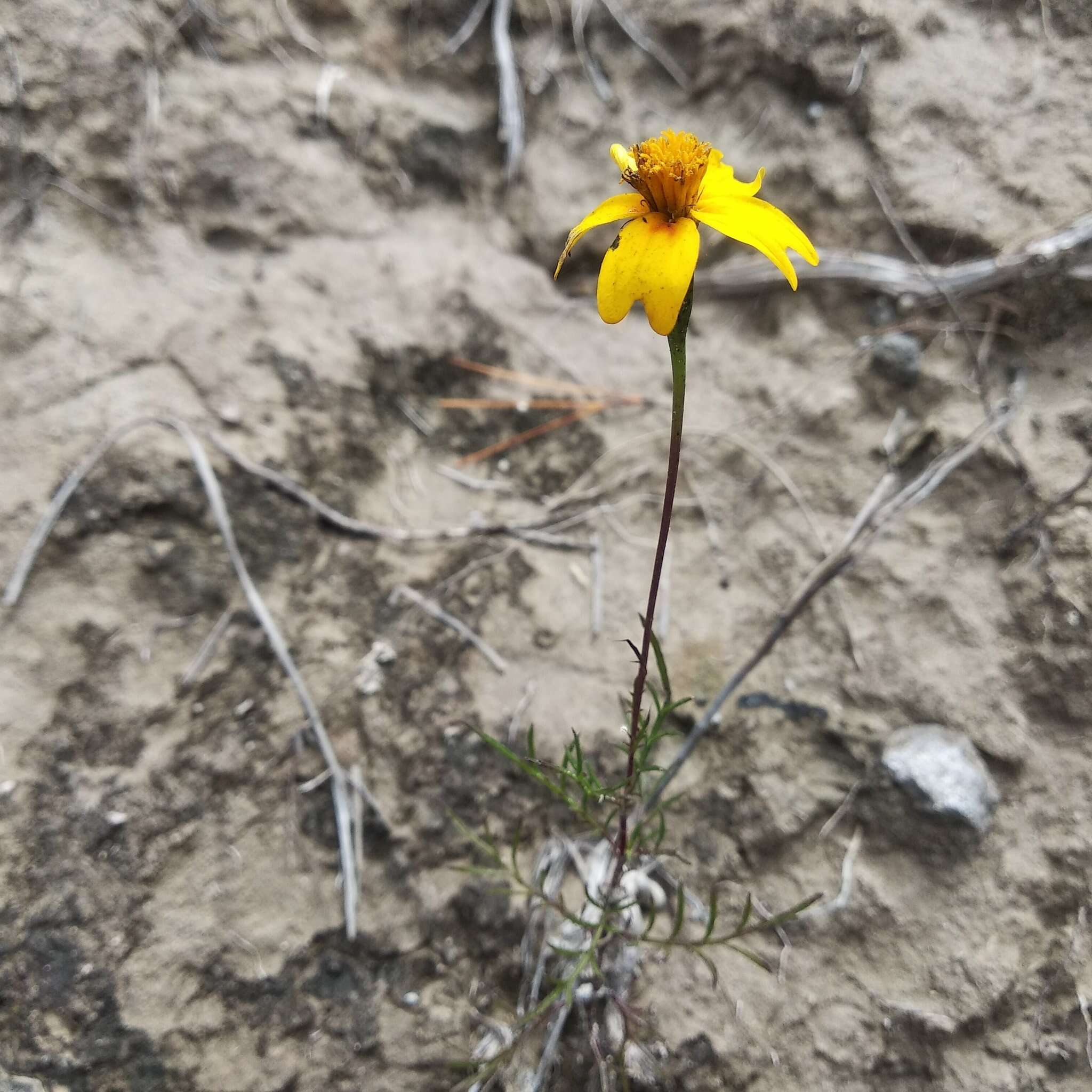 Tagetes linifolia Seaton resmi